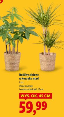 Rośliny zielone w koszyku maxi promocja w Lidl
