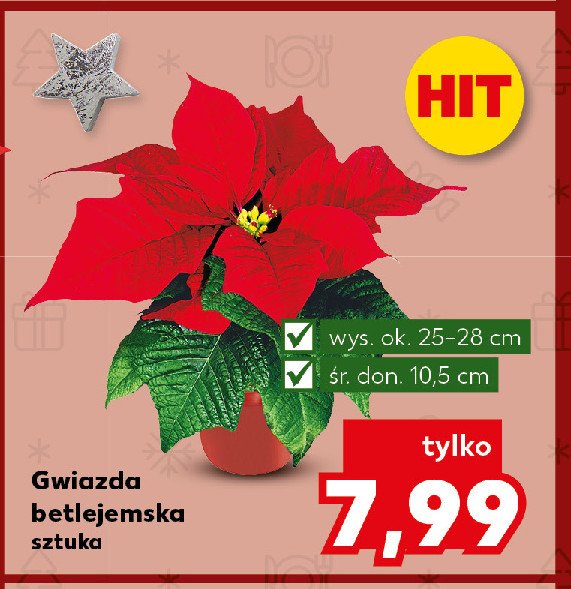 Gwiazda betlejemska 10.5 cm promocja