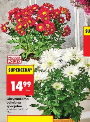 Chryzantema promocja w Biedronka