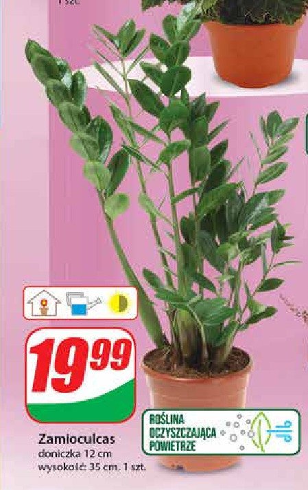 Zamioculcas w donicy 艣r. 12 cm promocja