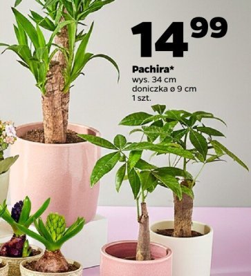 Pachira wys. 34 cm doniczka ø 9 cm 1 szt. promocja w Netto