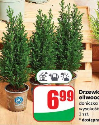 Drzewko Cyprys ellwoodii promocja w Dino