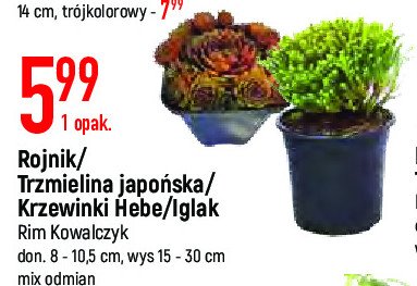 Iglaki 8 cm Rim kowalczyk promocja