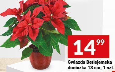 Gwiazda Betlejemska doniczka 13 cm promocja w Twój Market