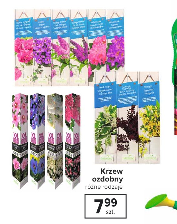 Budleja dawida Gartenland promocja
