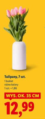 Tulipany, 7 szt. promocja w Lidl