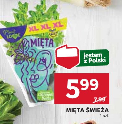 Mięta w doniczce Plant love promocja w Stokrotka