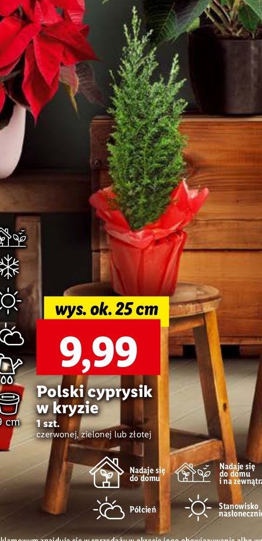 Cyprysek w kryzie promocja