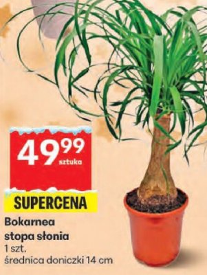 Bokarnea stopa słonia promocja w Delikatesy Centrum