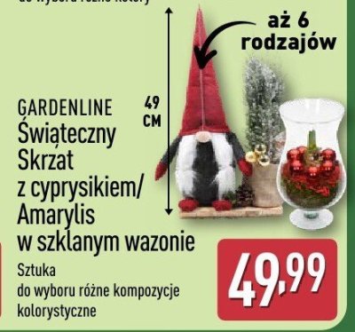 Amarylis promocja w Aldi