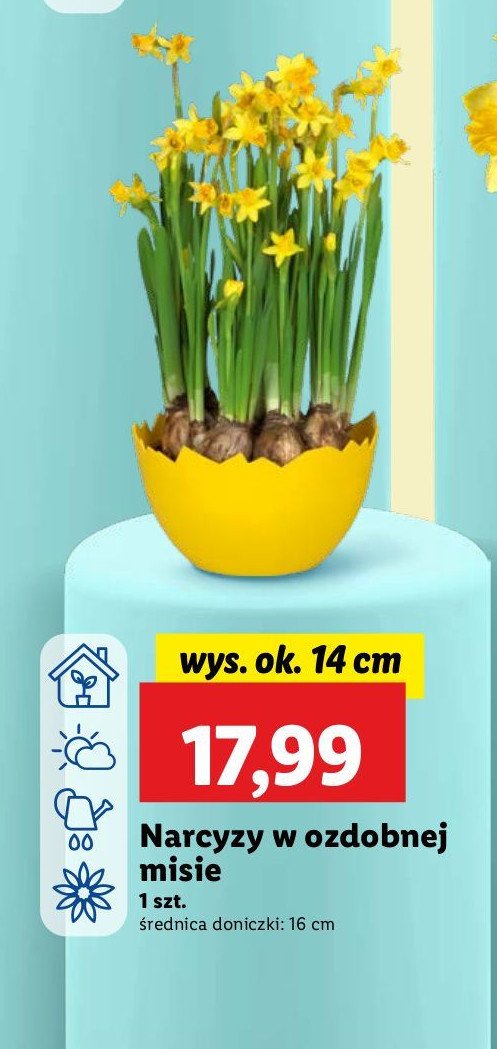 Narcyzy w ozdobnej misie promocja