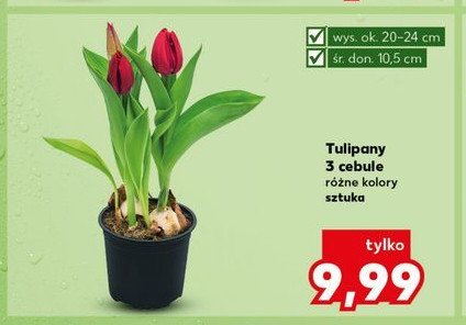 Tulipany promocja