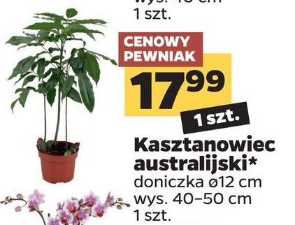 Kasztanowiec 艣r. don. 12 cm promocja