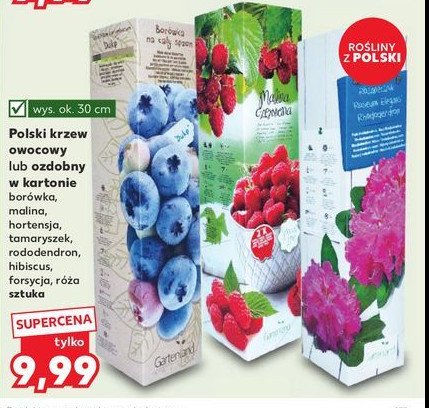 Hibiskus 30 cm promocja w Kaufland