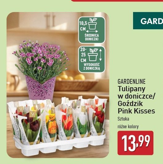 Goździk pink kisses promocja w Aldi