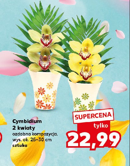 Cymbidium promocja w Kaufland