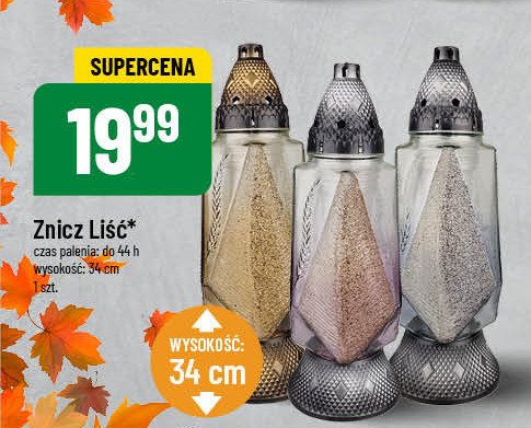 Znicz liść 44 h promocja w POLOmarket