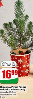 Drzewko Pinus Pinea osłonka z dekoracją doniczka 10,5 cm promocja w Dino