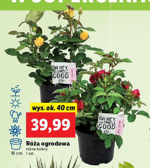 R贸偶a ogrodowa promocja