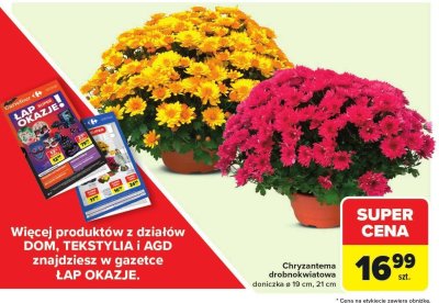 Chryzantema promocja w Carrefour Market