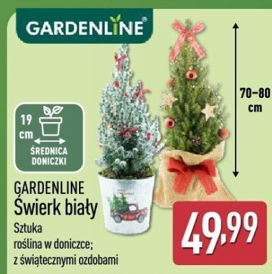 Świerk biały  promocja w Aldi
