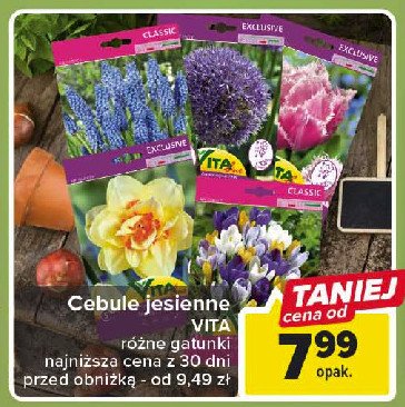 Cebulki jesienne VITA NASIONA promocja