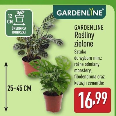 Rośliny zielone Gardenline sztuka 25-45 cm do wyboru min.: różne odmiany monstery, fliodendrana oraz kałuży i cenanthe promocja w Aldi
