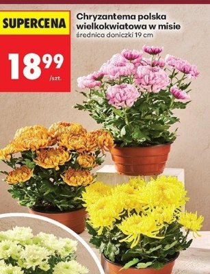 Chryzantema polska wielkokwiatowa w misie  promocja w Biedronka