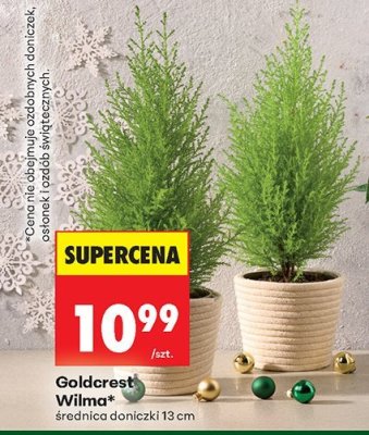 Roślina doniczkowa Goldcrest Wilma średnica doniczki 13 cm promocja w Biedronka