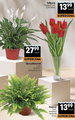 Tulipany 1 bukiet/7 szt. promocja w Delikatesy Centrum