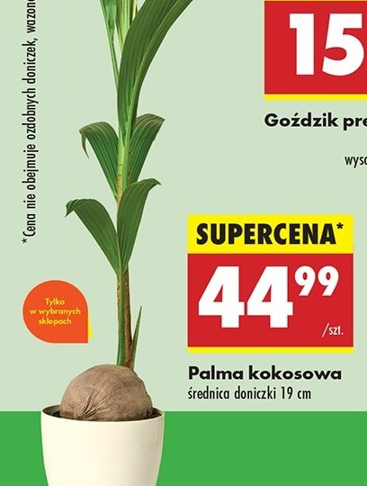 Palma kokosowa promocja w Biedronka