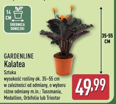 Kalatea promocja w Aldi