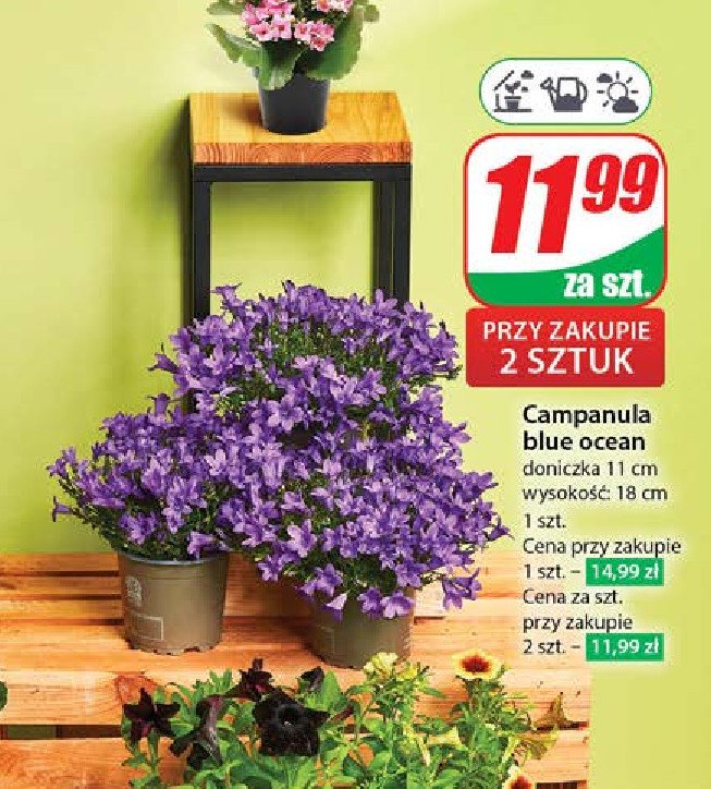 Campanula blue ocean promocja w Dino