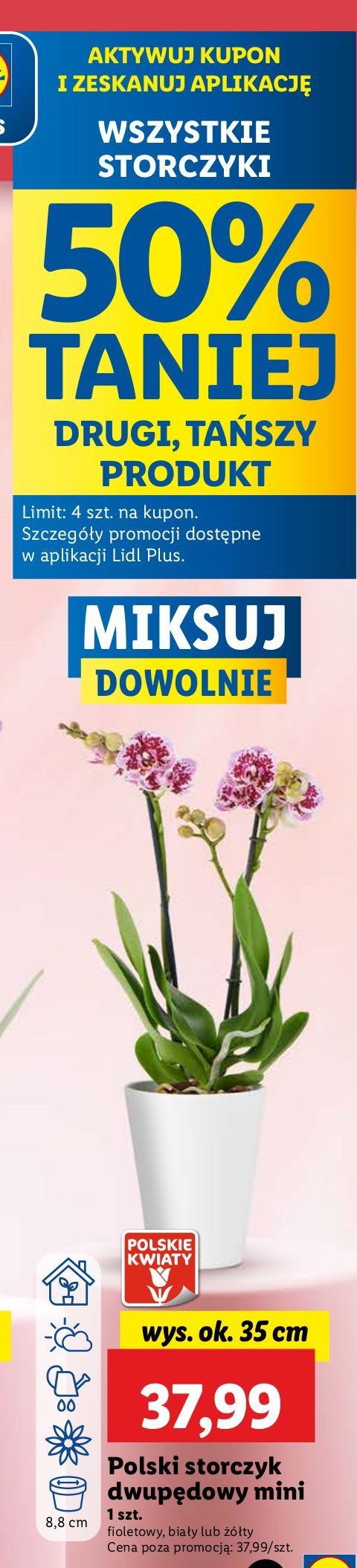 Storczyk dwupędowy mini 35 cm promocja w Lidl