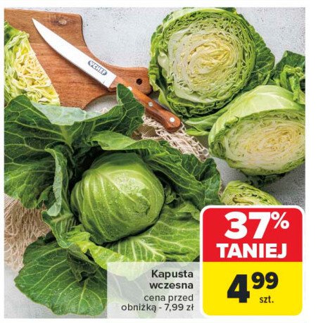 Kapusta wczesna promocja