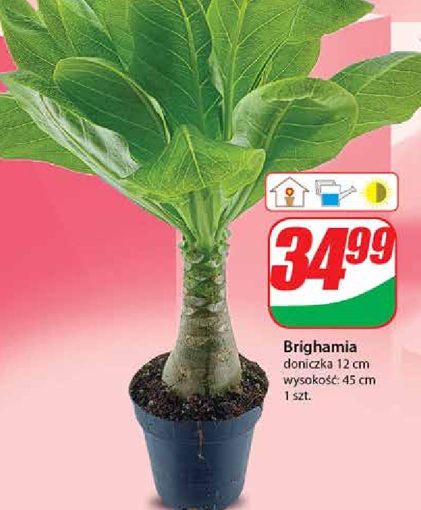 Brighamia promocja
