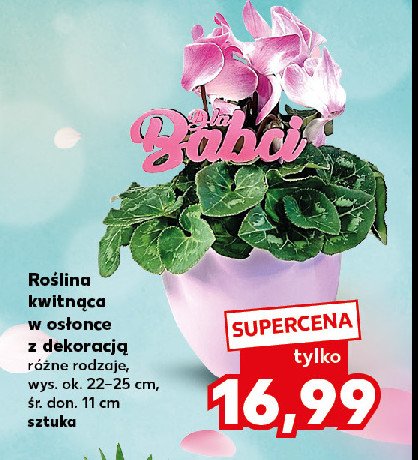 Roślina kwitnąca w ceramicznej osłonce promocja w Kaufland