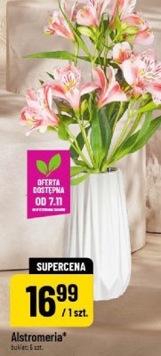 Kwiaty Alstromeria promocja w POLOmarket