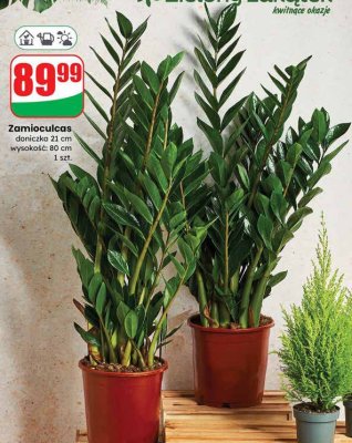 Zamioculcas doniczka 21cm wysokość 80cm promocja w Dino
