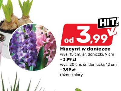 Hiacynt w doniczce różne kolory wys. 15 cm promocja w Bricomarche
