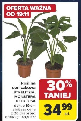 Roślina doniczkowa Ø 19 cm, różne rodzaje promocja w Carrefour