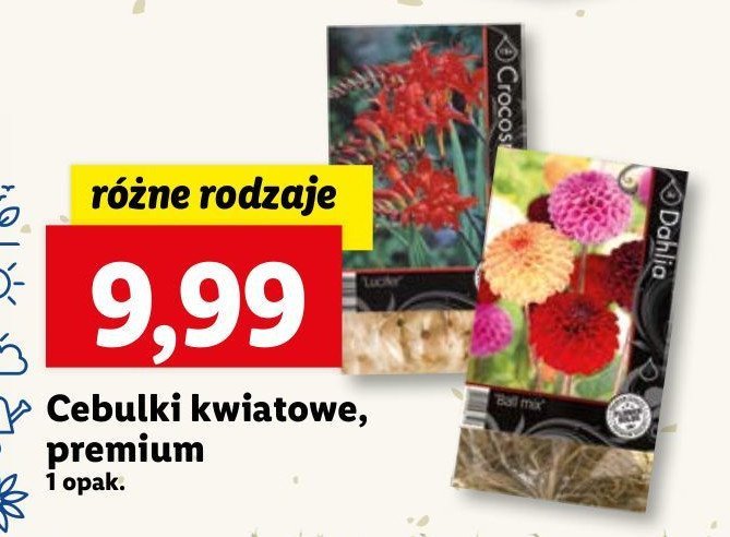 Cebulki kwiatowe premium promocja