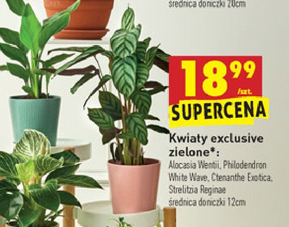 Ctenanthe exotica promocja