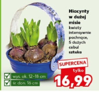Hiacynty w dużej misie  promocja w Kaufland