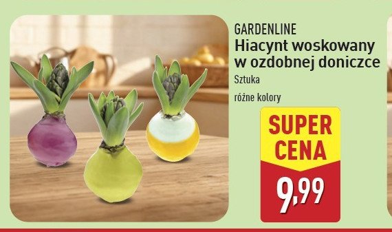 Hiacynt w ozdobnej osłońce promocja