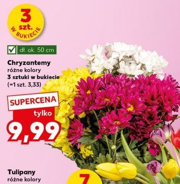 Chryzantema promocja