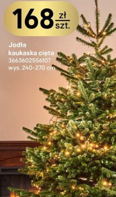 Jodła kaukaska cięta wys. 240-270 cm promocja w Castorama