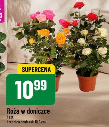 Róża w doniczce promocja