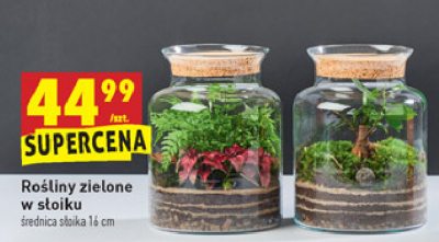 Ro艣liny zielone w s艂oiku promocja