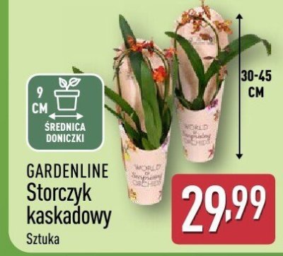 Storczyk kaskadowy GARDENLINE promocja w Aldi